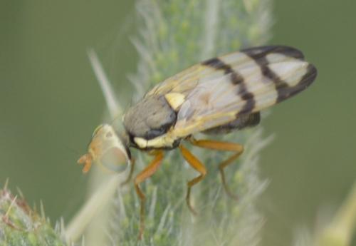 Réf. 195 947 : Urophora stylata